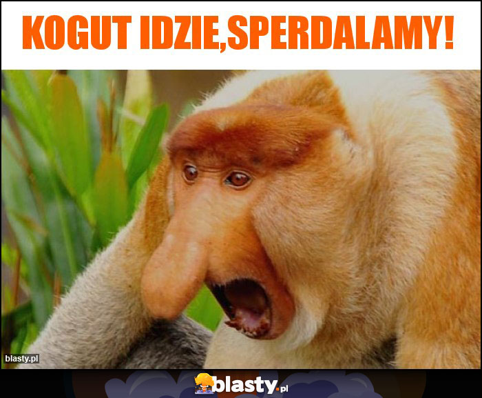 Kogut idzie,sperdalamy!