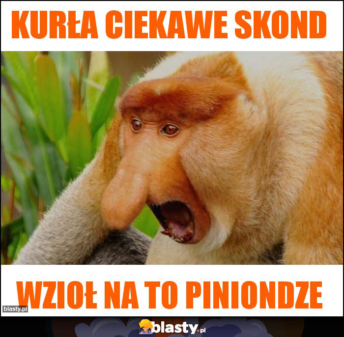 Kurła ciekawe skond