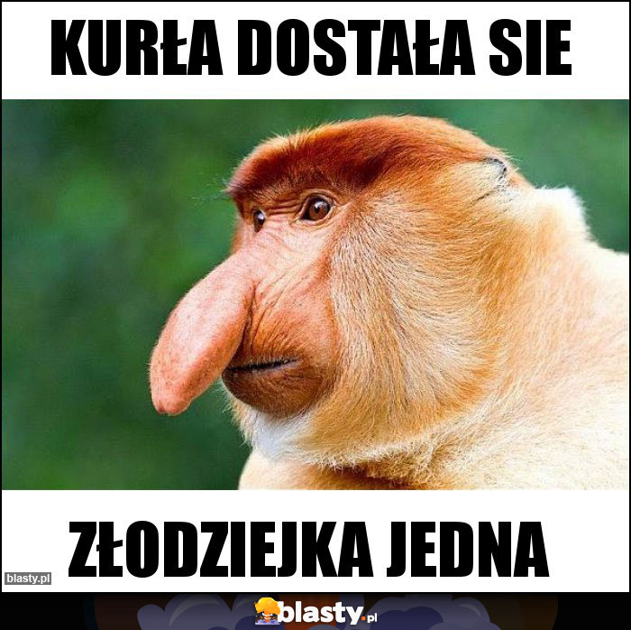 Kurła dostała sie memy, gify i śmieszne obrazki facebook, tapety ...