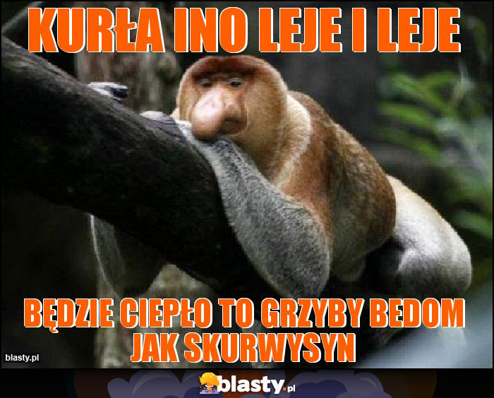 KURŁA INO LEJE I LEJE