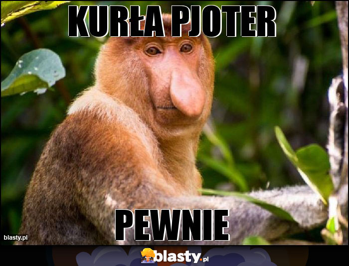 Kurła Pjoter