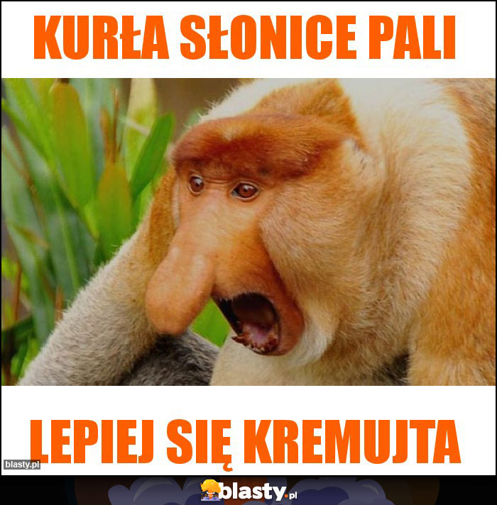 Kurła słonice pali