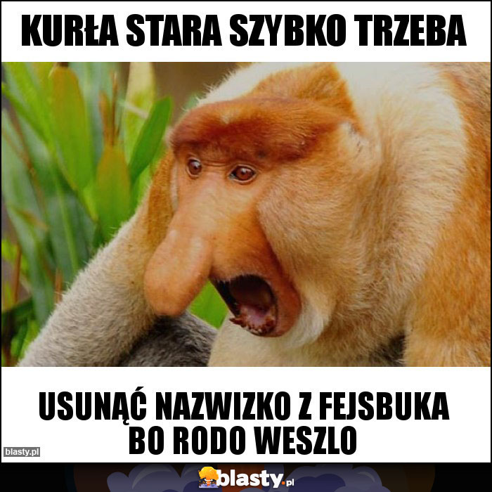 KURŁA STARA SZYBKO TRZEBA