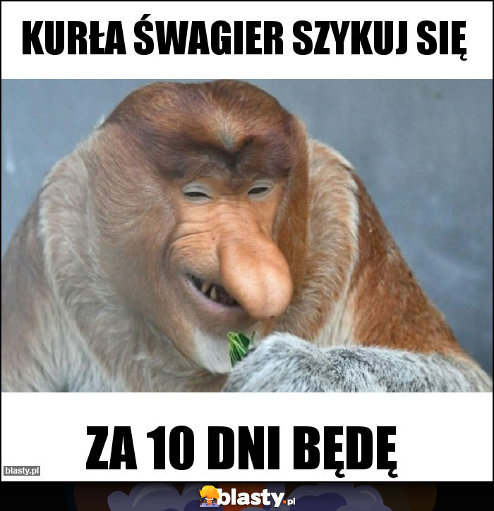 Kurła śwagier szykuj się