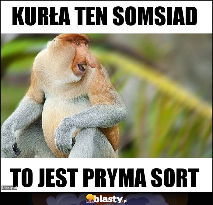 KURŁA TEN SOMSIAD