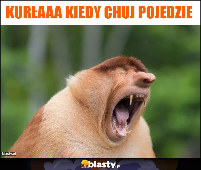 KURŁAAA KIEDY CHUJ POJEDZIE