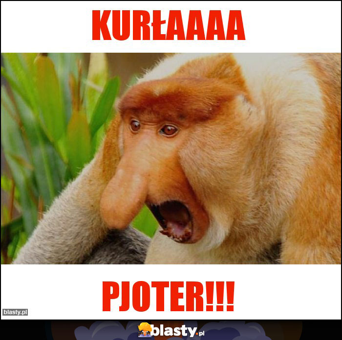 Kurłaaaa