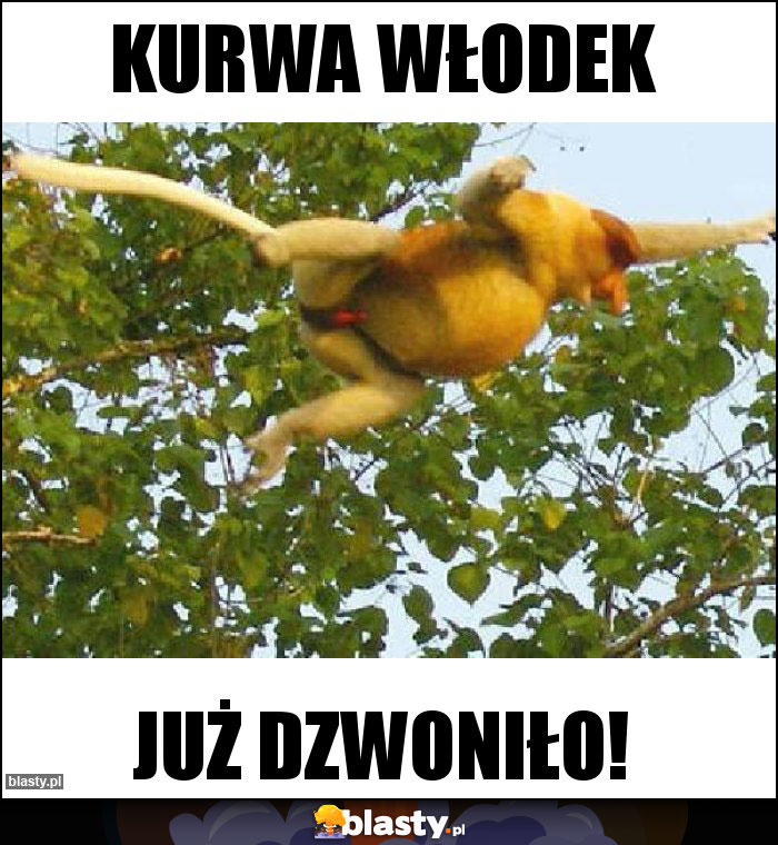 Kurwa włodek