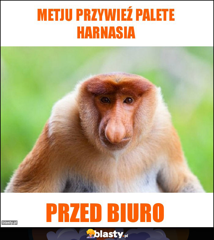 metju przywieź palete harnasia