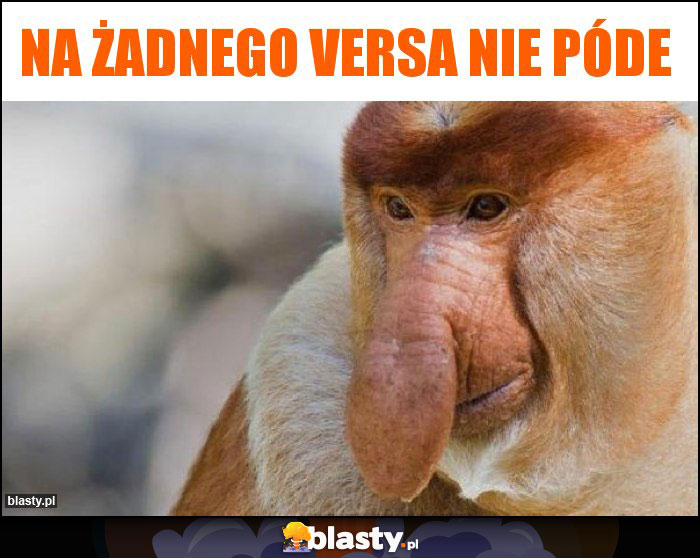 Na żadnego versa nie póde