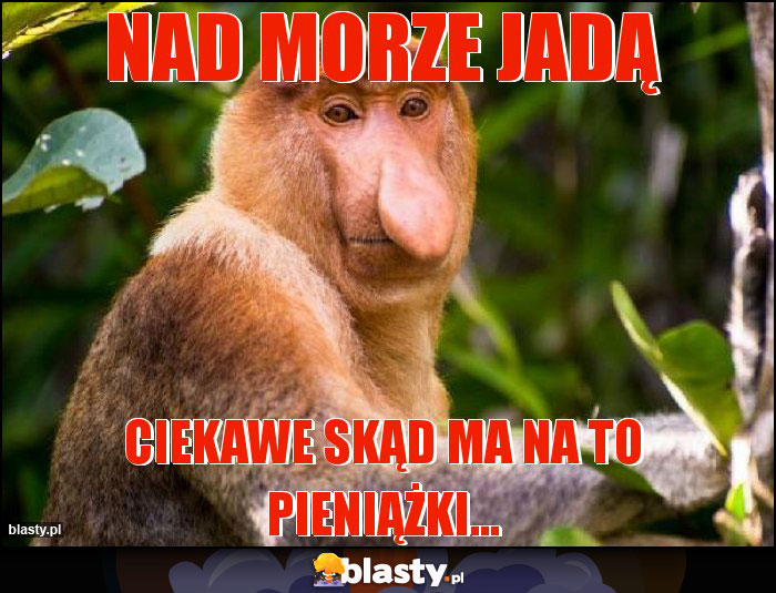 Nad morze jadą