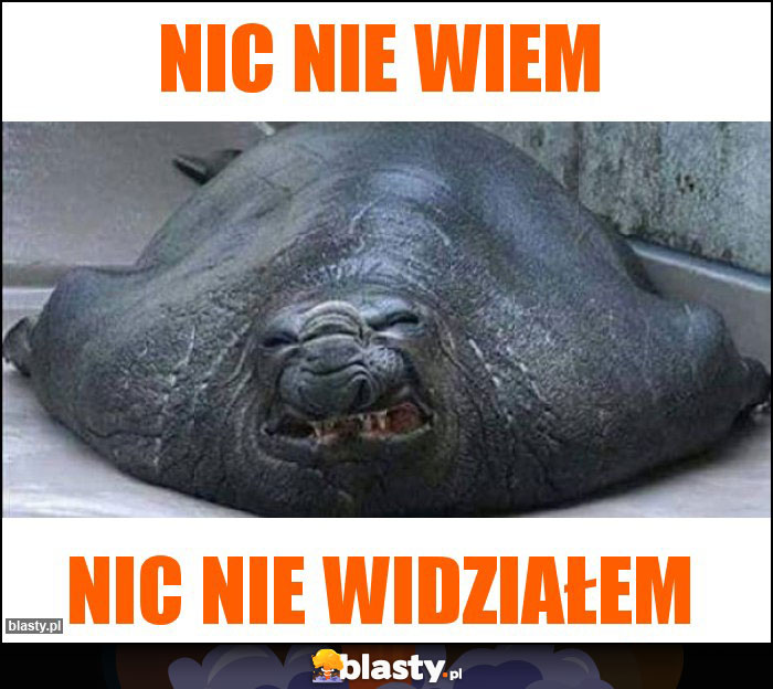 Nic nie wiem