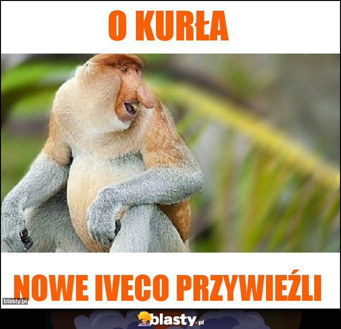 O kurła