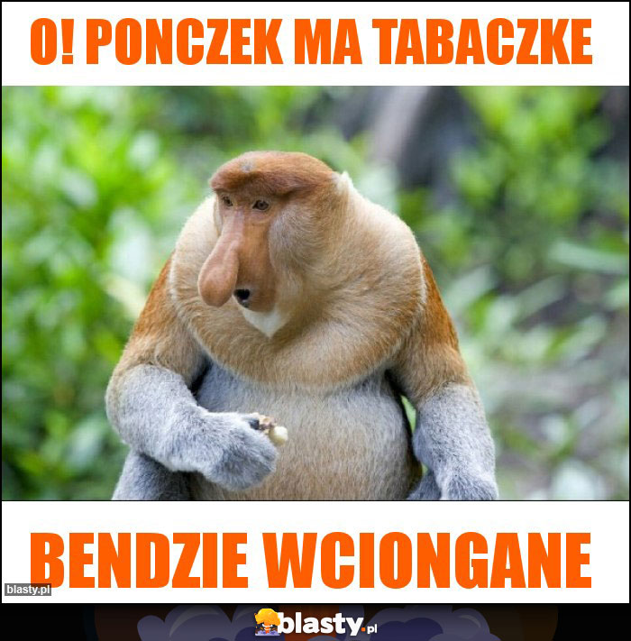 O! Ponczek ma tabaczke