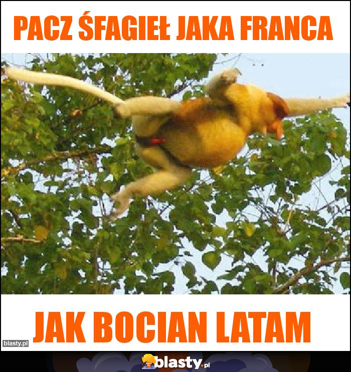 Pacz śfagieł jaka franca