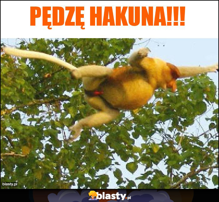 Pędzę Hakuna!!!