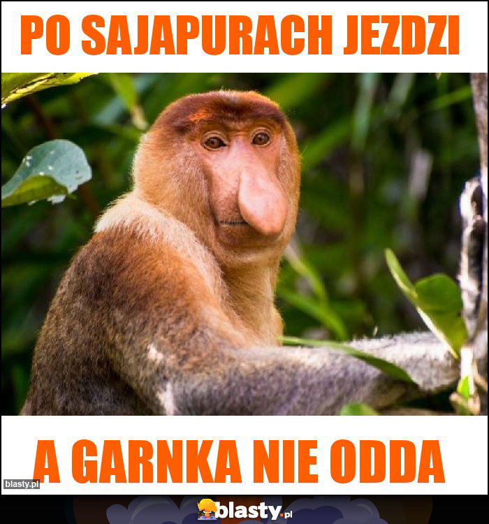 Po sajapurach jezdzi