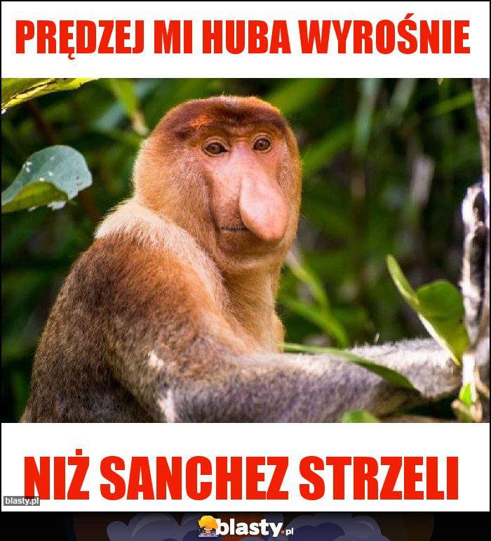 Prędzej mi huba wyrośnie