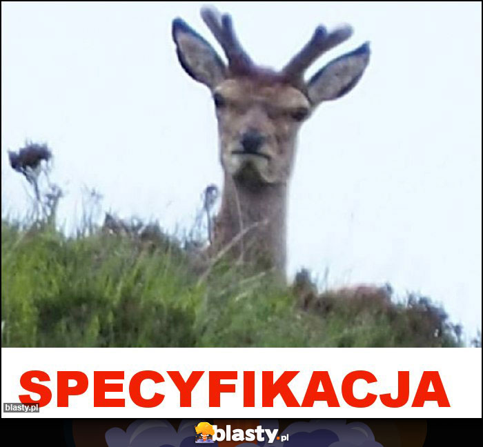 SPECYFIKACJA