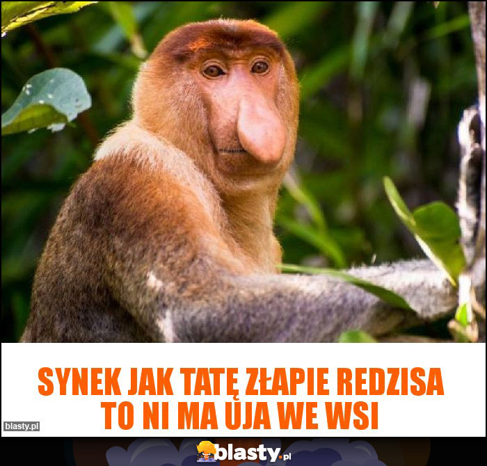 Synek jak Tatę złapie Redzisa to ni ma uja we wsi