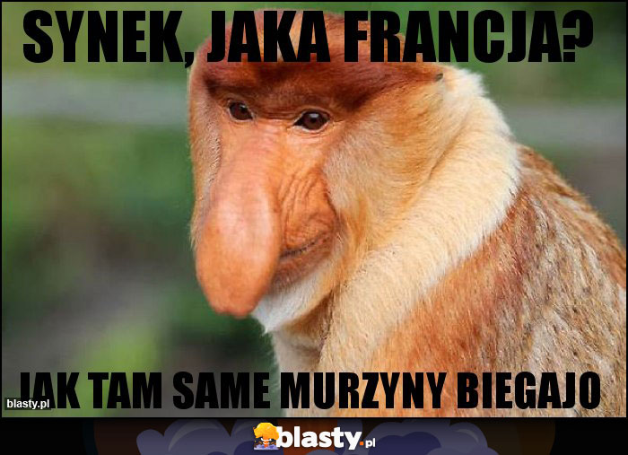 Synek, jaka Francja?