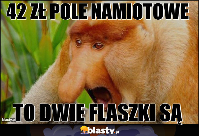 42 zł pole namiotowe