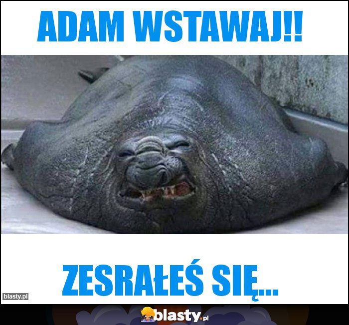 Adam wstawaj!!