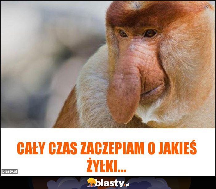 Cały czas zaczepiam o jakieś żyłki...