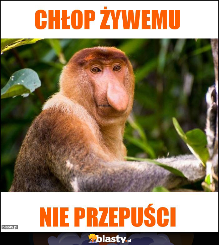 Chłop żywemu