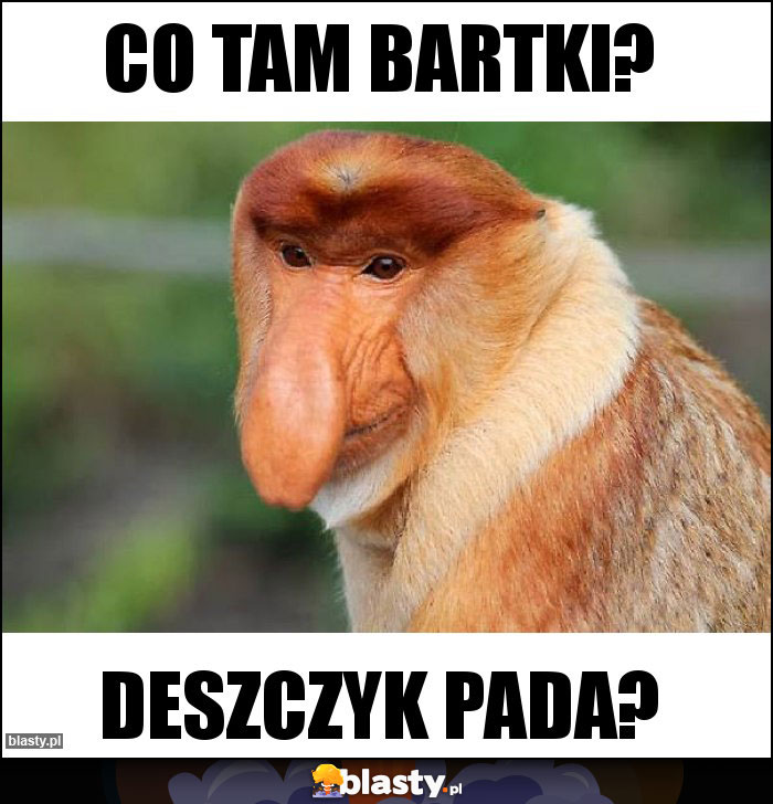 Co tam Bartki?