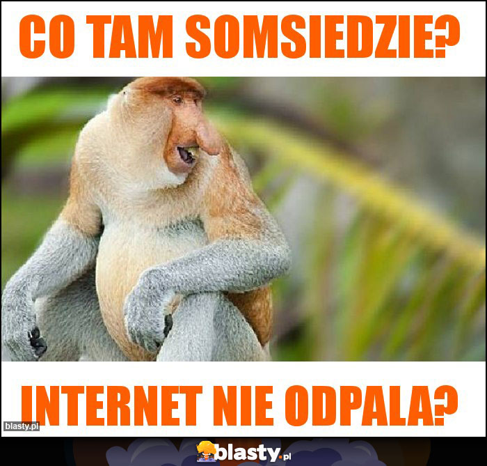 Co tam somsiedzie?