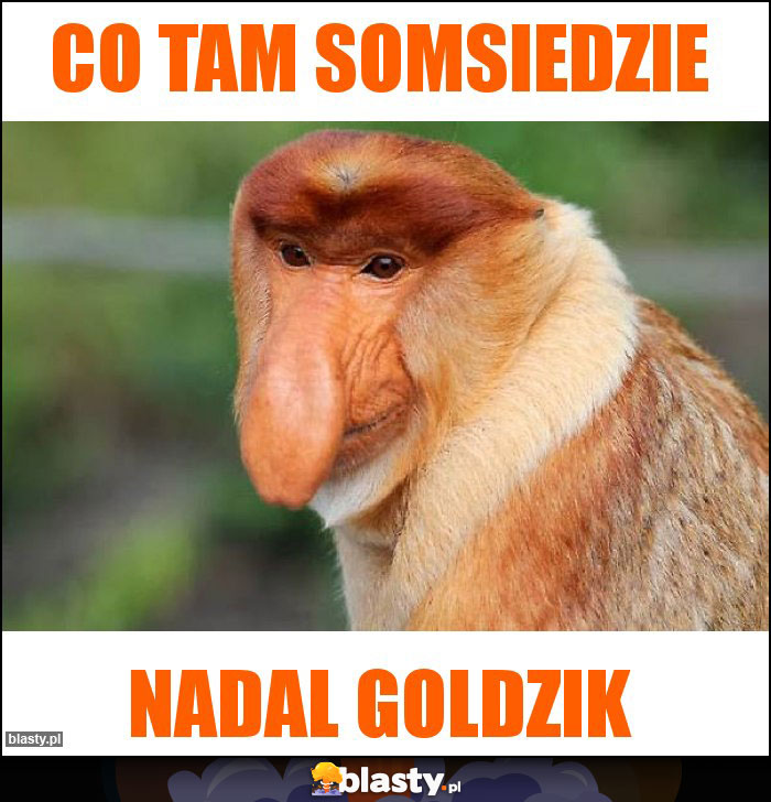 Co tam somsiedzie