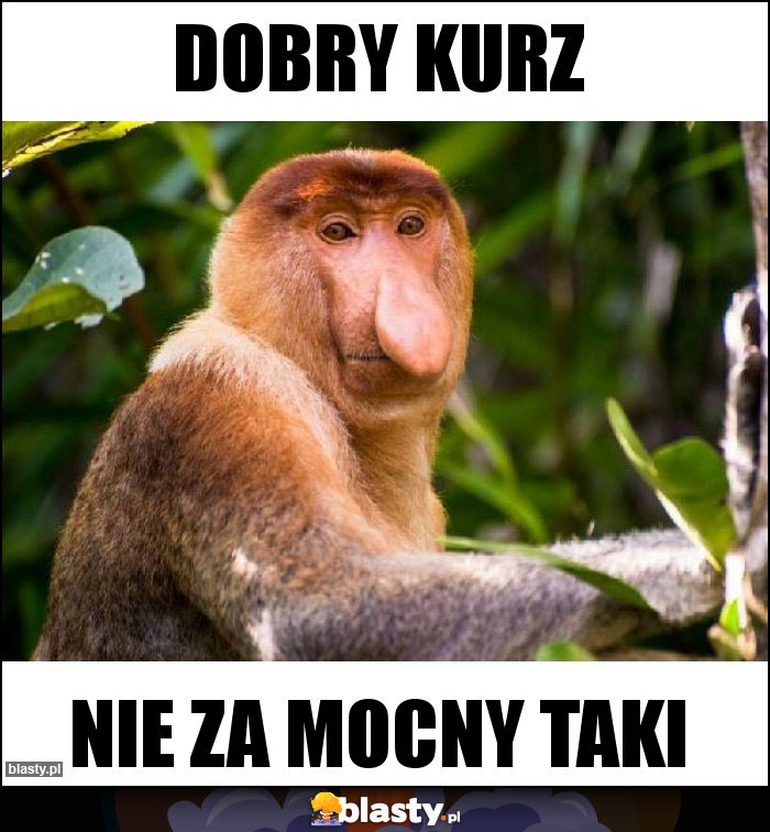 Dobry kurz