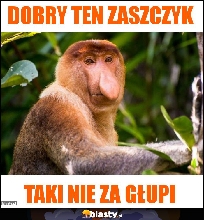 Dobry ten zaszczyk