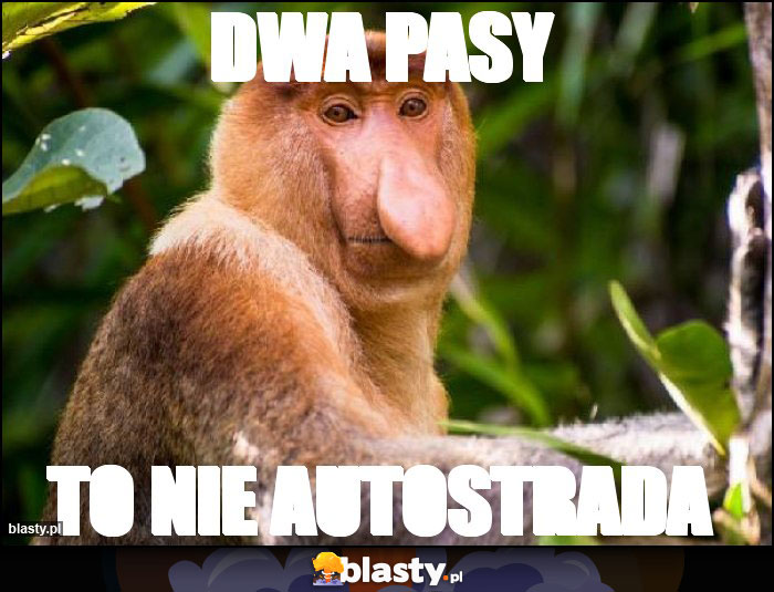 dwa pasy