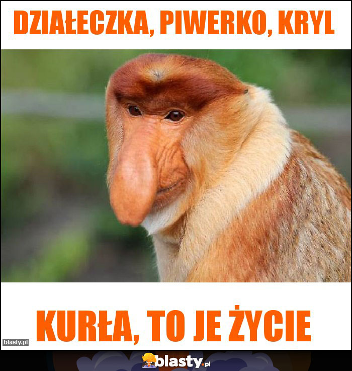 działeczka, piwerko, kryl