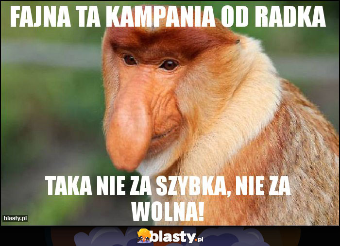 Fajna ta kampania od Radka