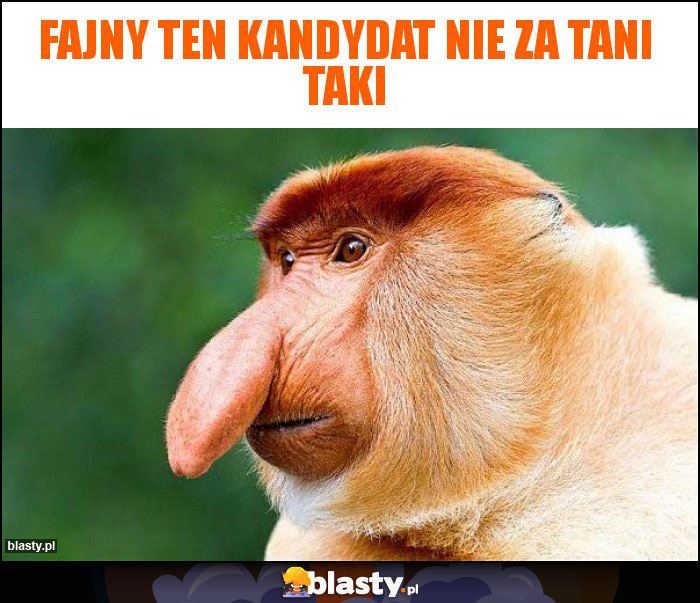 Fajny ten kandydat nie za tani taki