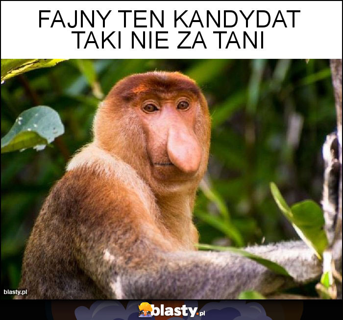 Fajny ten kandydat taki nie za tani