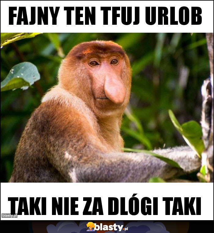 Fajny ten tfuj urlob