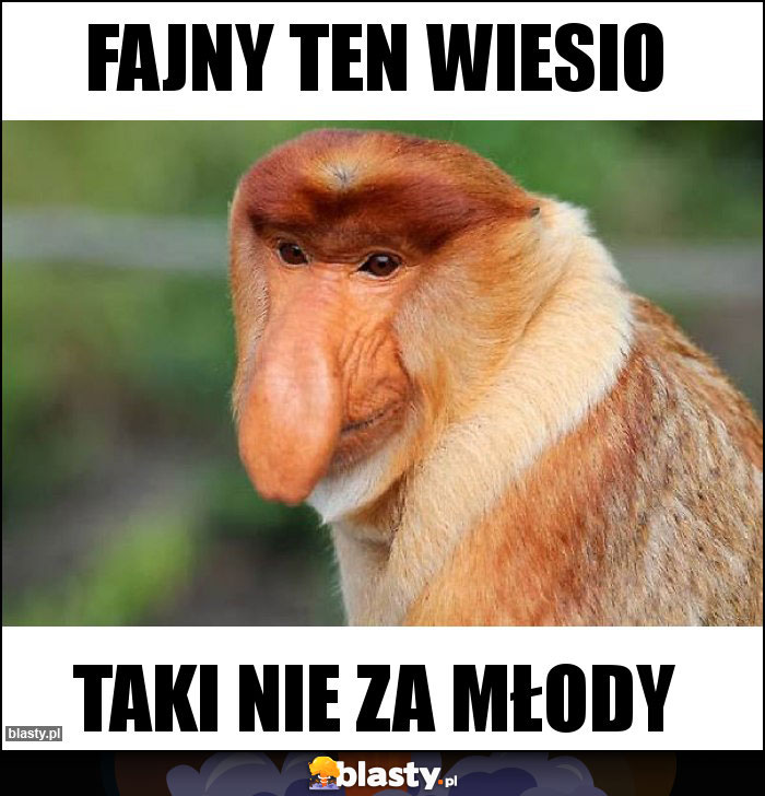 Fajny ten Wiesio