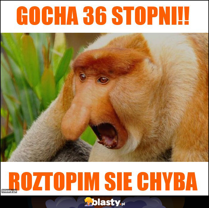 Gocha 36 stopni!!