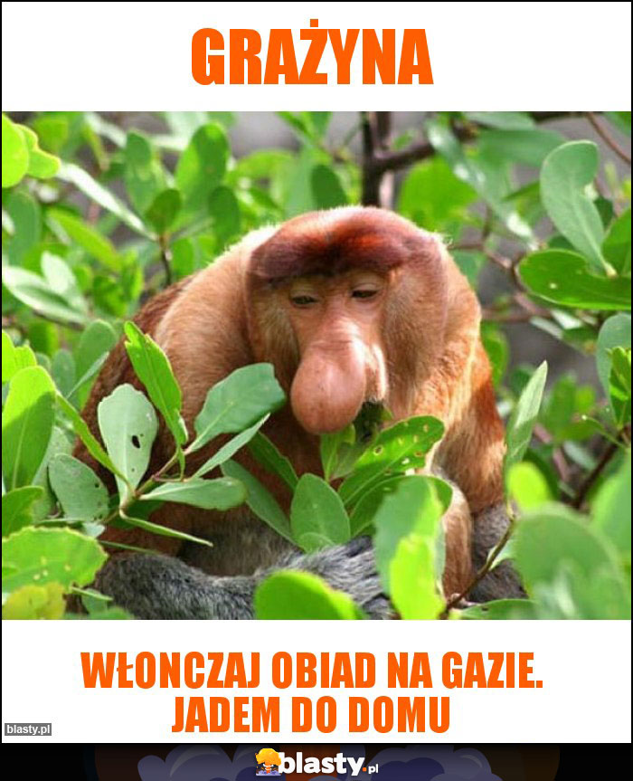 GRAŻYNA