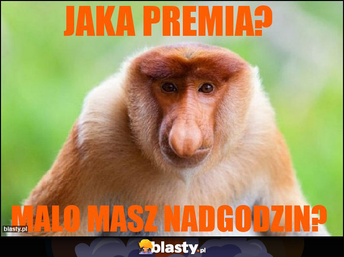 Jaka premia?