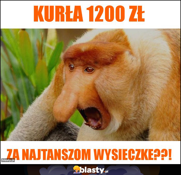 Kurła 1200 zł