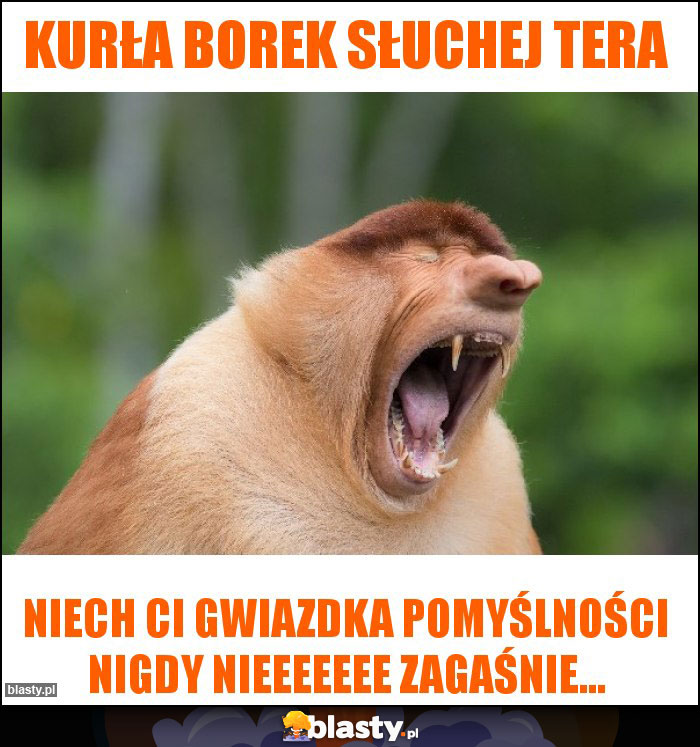 Kurła borek słuchej tera