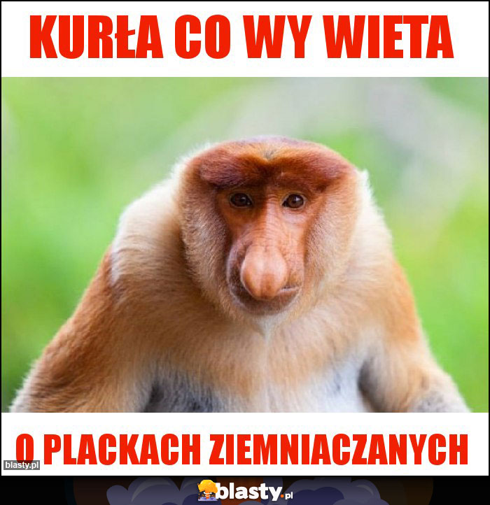 Kurła co wy wieta