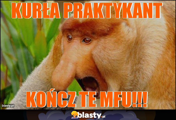 kurła praktykant