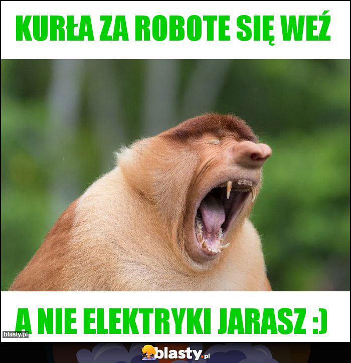 kurła za robote się weź