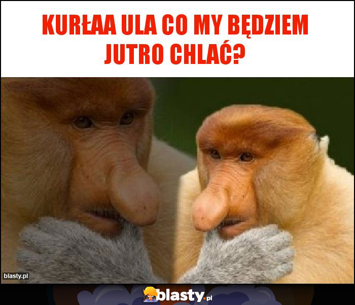 kurłaa ula co my będziem jutro chlać?